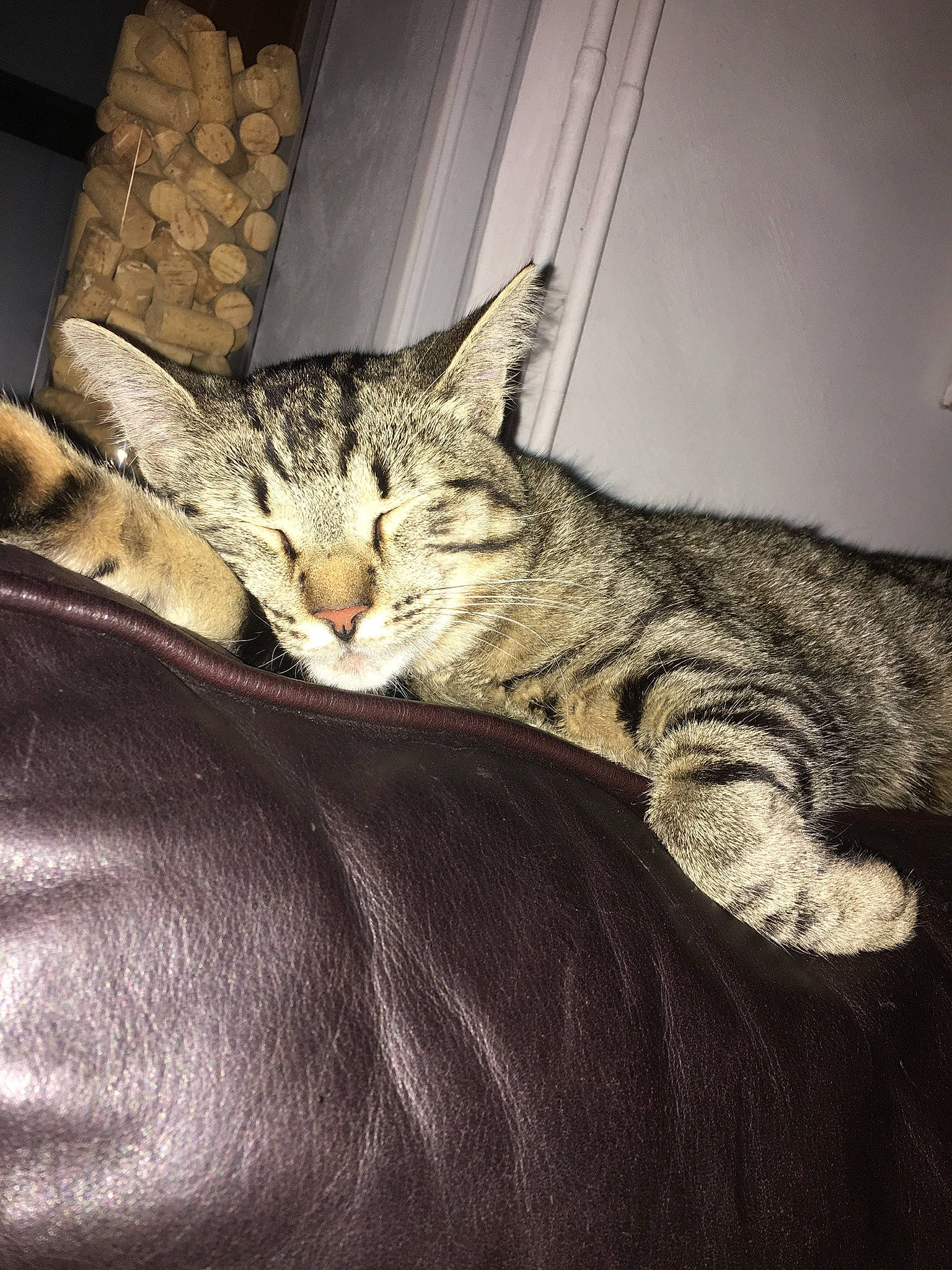 Simba a rejoint le concours — aidez-le/la à gagner de superbes lots ! american_shorthair, asian, australian_mist, california_spangled, carnivore, cat, chausie, domestic_short_haired_cat, dragon_li, egyptian_mau, european_shorthair, felidae, fur, kitten, mammal, ocicat, pixie_bob, small_to_medium_sized_cats, tabby_cat, whiskers