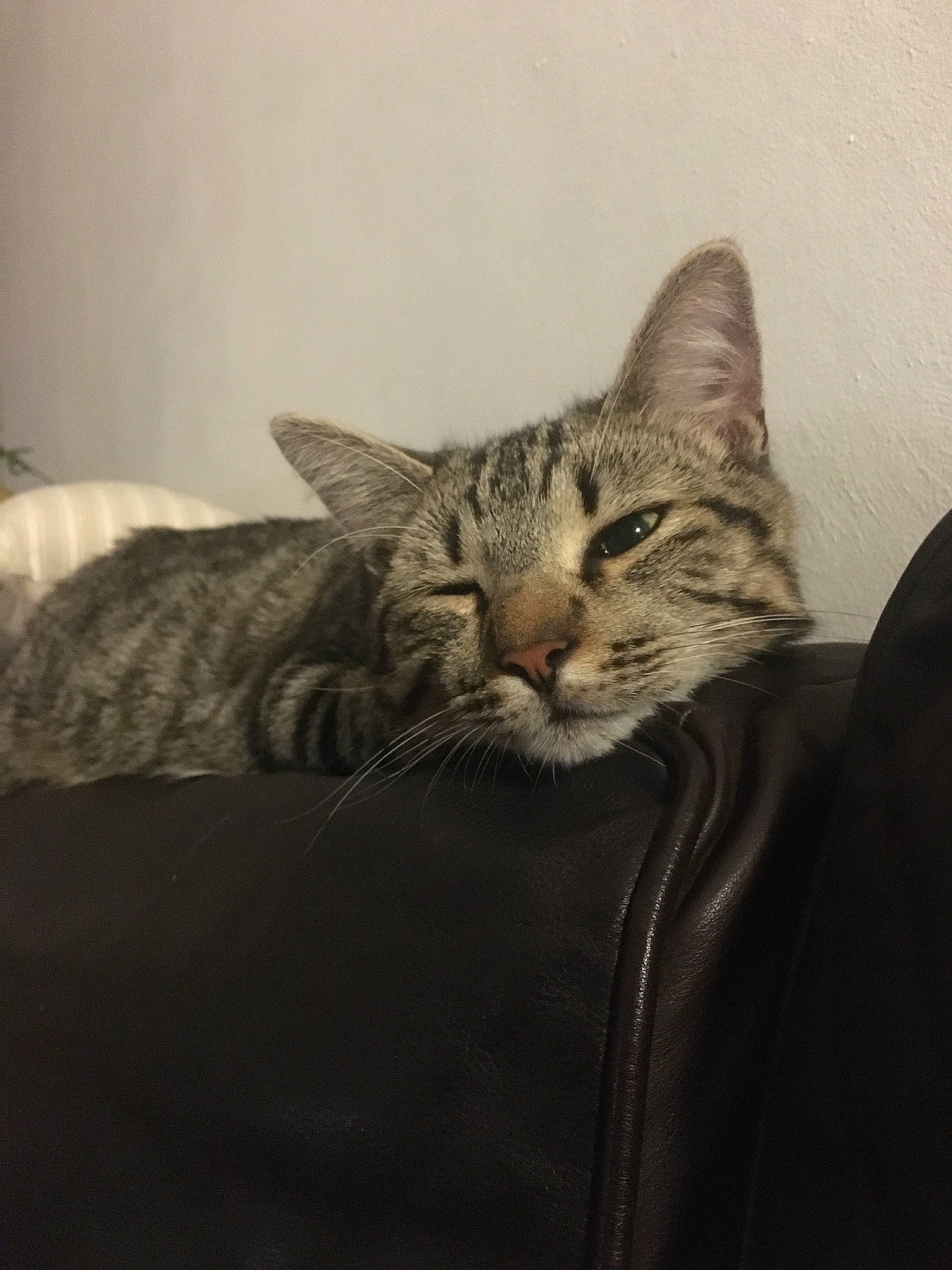 Simba a rejoint le concours — aidez-le/la à gagner de superbes lots ! american_shorthair, asian, bengal, california_spangled, carnivore, cat, domestic_short_haired_cat, dragon_li, egyptian_mau, european_shorthair, felidae, fur, kitten, mammal, ocicat, pixie_bob, small_to_medium_sized_cats, snout, tabby_cat, whiskers