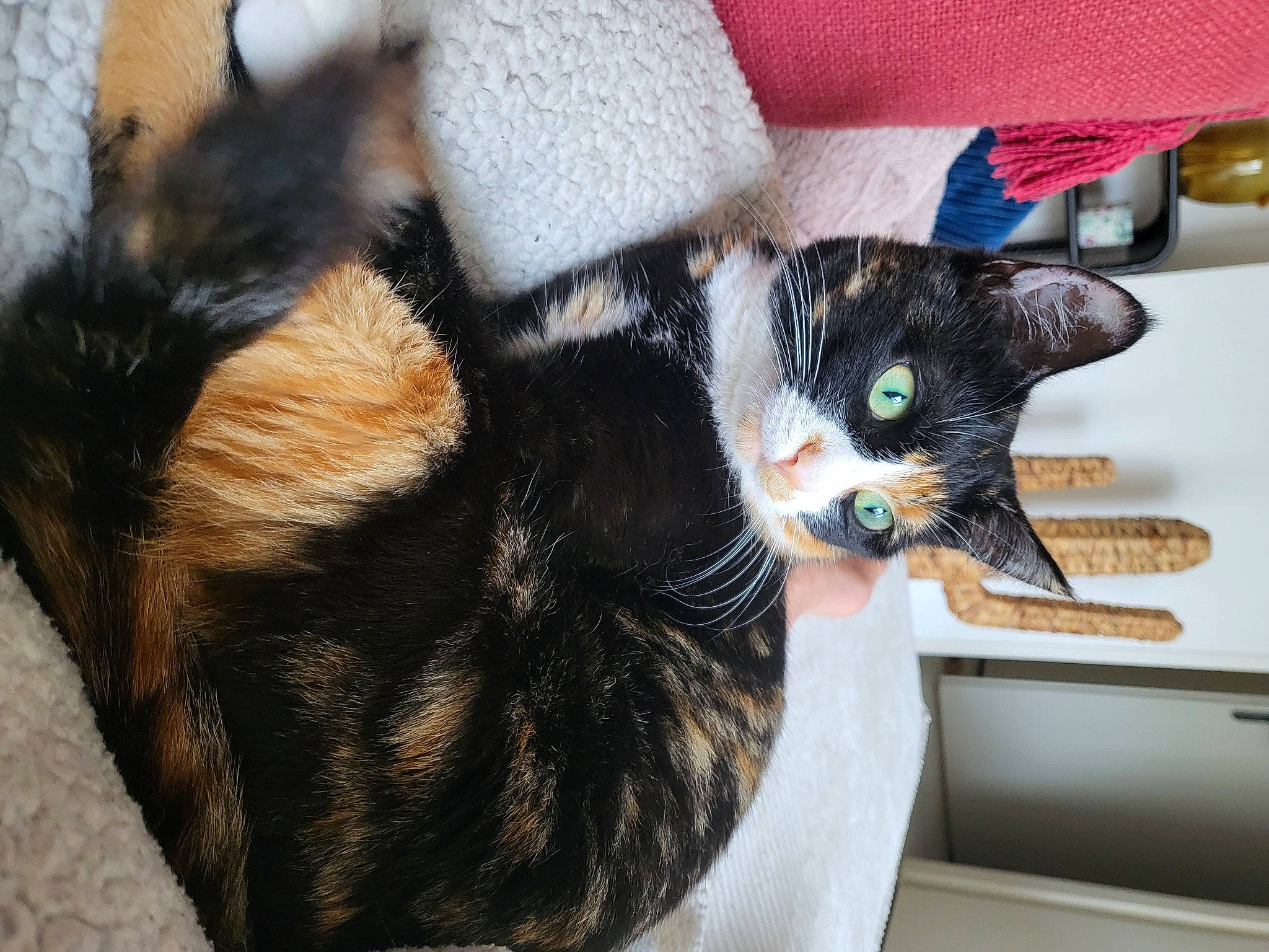 Sockette participe au concours pour gagner de l'argent avec cette photo : carnivore, cat, cat_supply, claw, comfort, domestic_short_haired_cat, ear, felidae, foot, fur, mammal, paw, small_to_medium_sized_cats, tail, vertebrate, whiskers