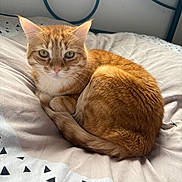 Twister a rejoint le concours — aidez-le/la à gagner de superbes lots ! cat, orange_tabby, bed, bedding, curled_up, indoor, pet, feline, fur, sleeping_position, looking, cozy, resting, whiskers, ears, tail, soft_light, patterned_sheets, close_up, animal