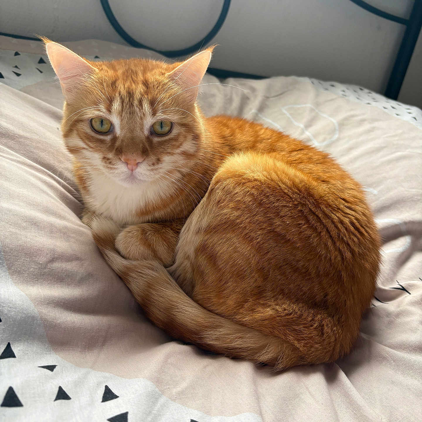 Twister a rejoint le concours — aidez-le/la à gagner de superbes lots ! animal, bed, bedding, cat, close_up, cozy, curled_up, ears, feline, fur, indoor, looking, orange_tabby, patterned_sheets, pet, resting, sleeping_position, soft_light, tail, whiskers