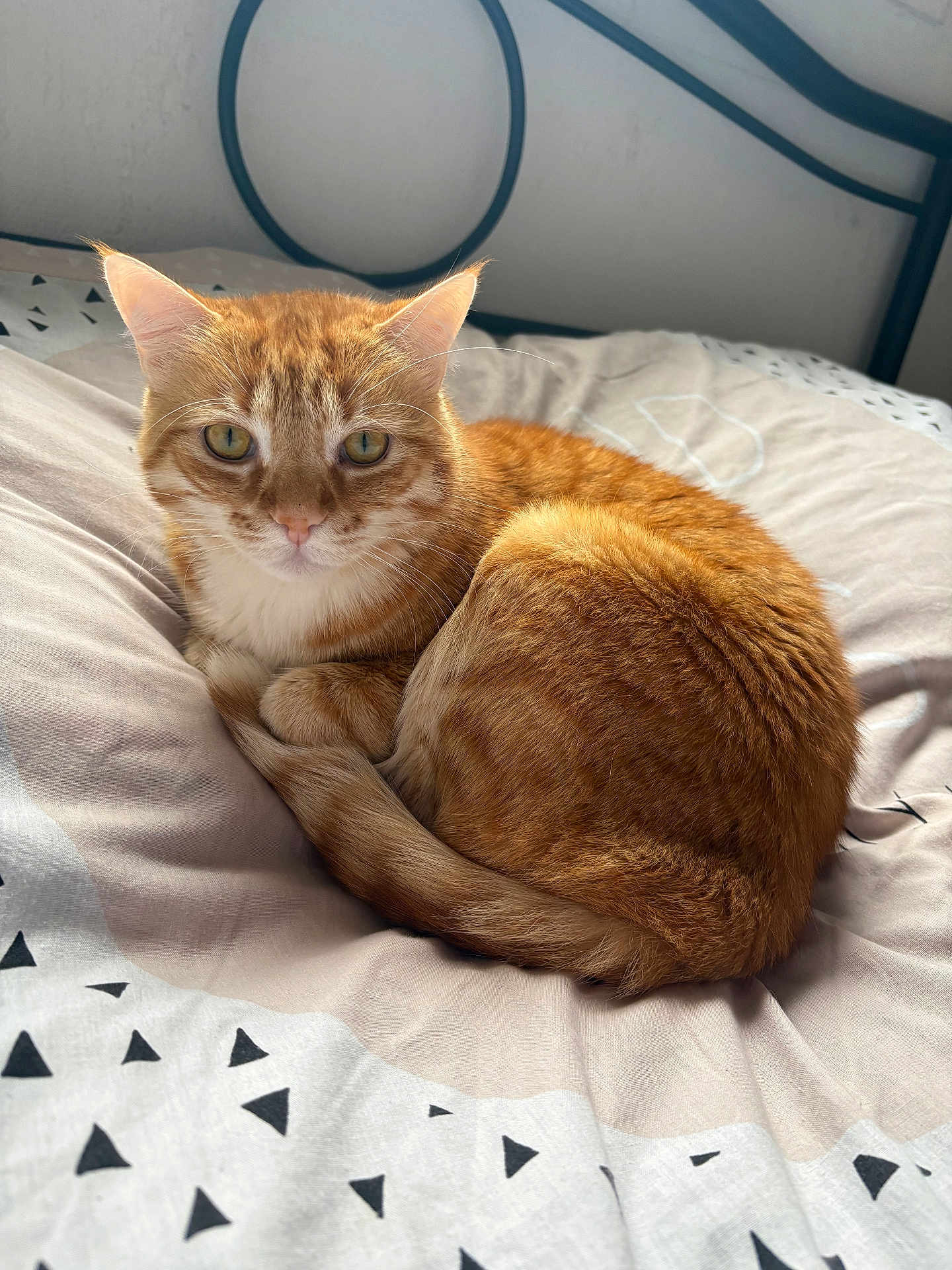 Twister a rejoint le concours — aidez-le/la à gagner de superbes lots ! cat, orange_tabby, bed, bedding, curled_up, indoor, pet, feline, fur, sleeping_position, looking, cozy, resting, whiskers, ears, tail, soft_light, patterned_sheets, close_up, animal