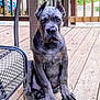 Brick is registered to the contest to win money with this photo: puppy, dog, sitting, porch, wooden_floor, wooden_railing, blue_gray, big_paws, outdoor, pet, canine, animal, young_dog, ears_up, looking_at_camera, calm, furniture, metal_chair, daylight, nature
