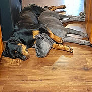 Brick joined the competition — help win amazing prizes! dog, sleeping, floor, wooden_floor, two_dogs, black_dog, gray_dog, paw, indoors, resting, animal, pet, companionship, laying_down, cozy, relaxed, fur, canine, home, peaceful
