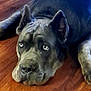 Brick is registered to the contest to win money with this photo: dog, canine, pet, lying_down, floor, wooden_floor, gray_dog, large_dog, ears_up, paws, close_up, indoors, looking_up, animal, companion, domestic_animal, resting, cute, mammal, expression