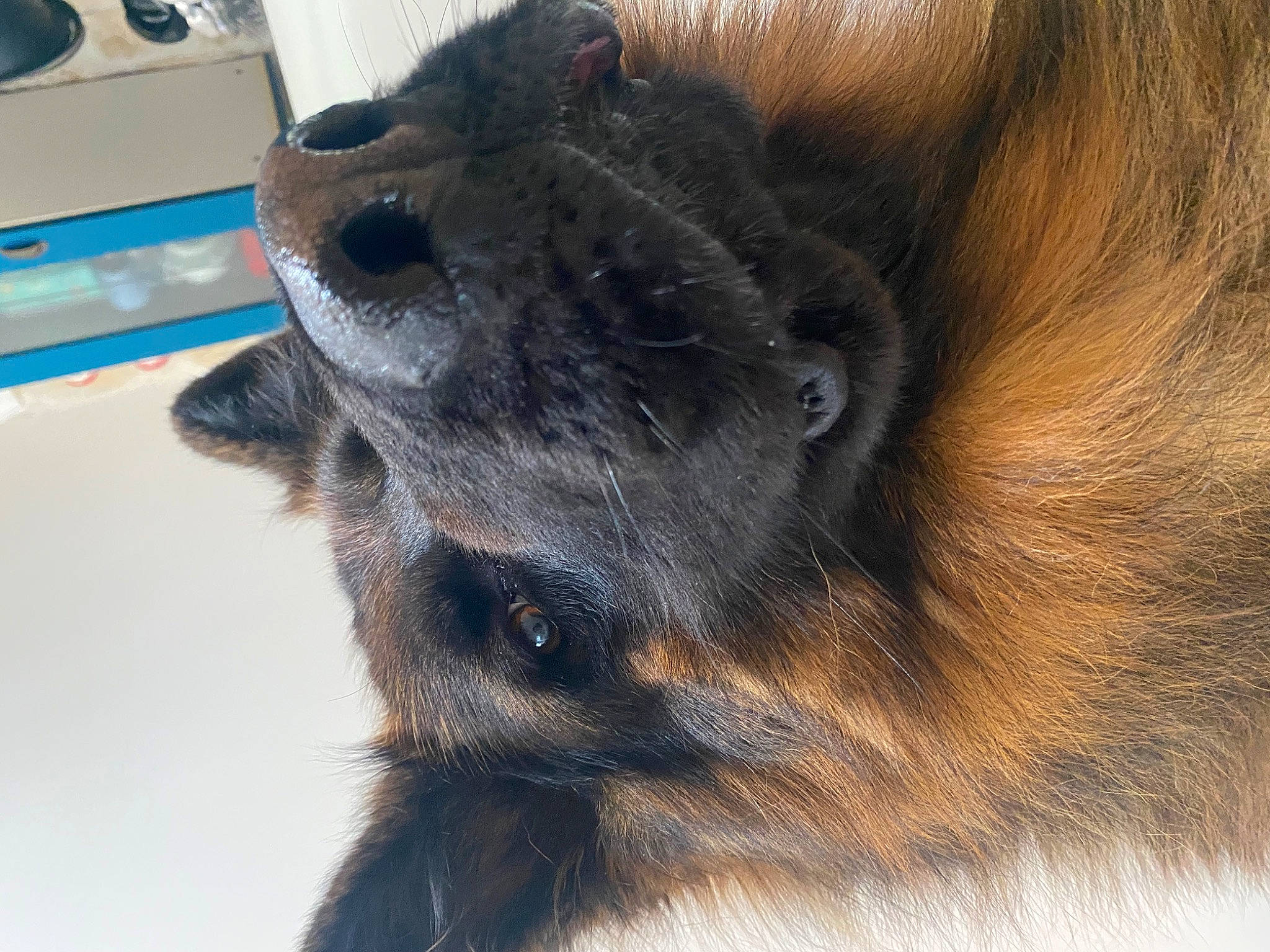 Orko participe au concours pour gagner de l'argent avec cette photo : canidae, carnivore, claw, companion_dog, dog, dog_breed, ear, fawn, fur, guard_dog, home_appliance, liver, paw, snout, sporting_group, tail, terrestrial_animal, whiskers, working_animal, working_dog