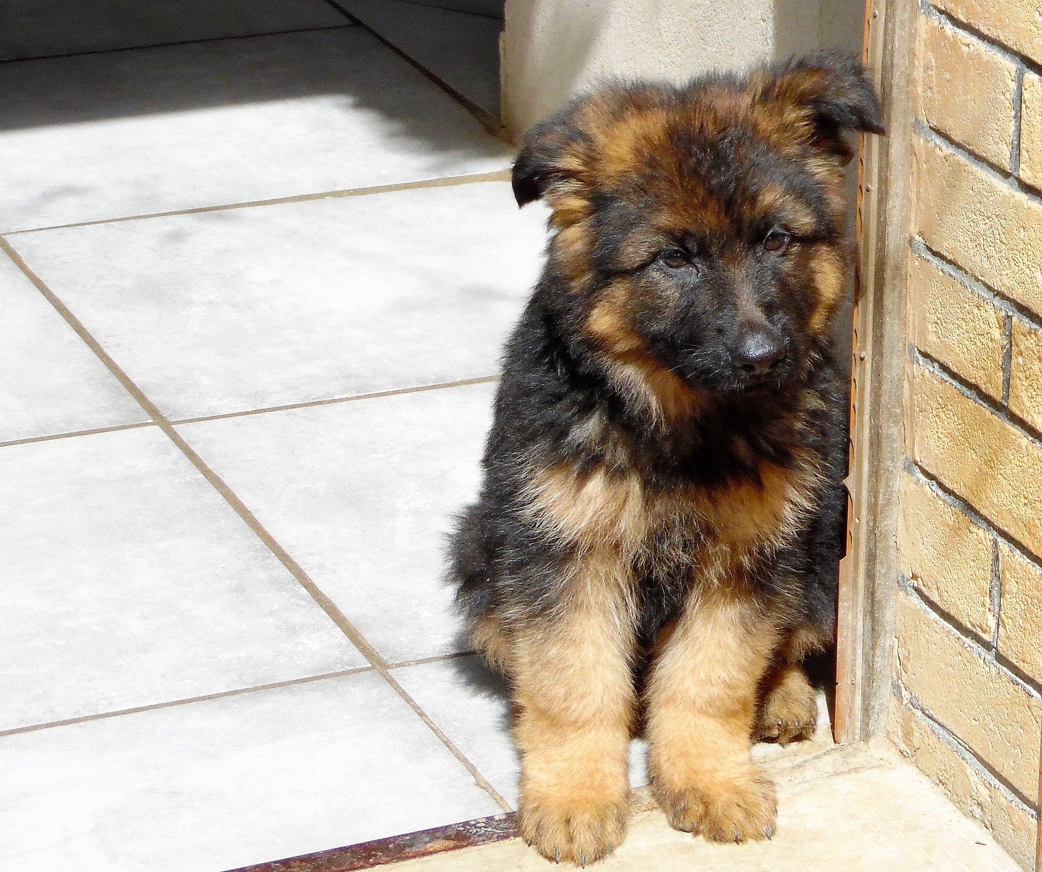 Orko participe au concours pour gagner de l'argent avec cette photo : canidae, carnivore, companion_dog, dog, dog_breed, fawn, flooring, fur, small_terrier, snout, sporting_group, tail, terrestrial_animal, tile_flooring, working_dog