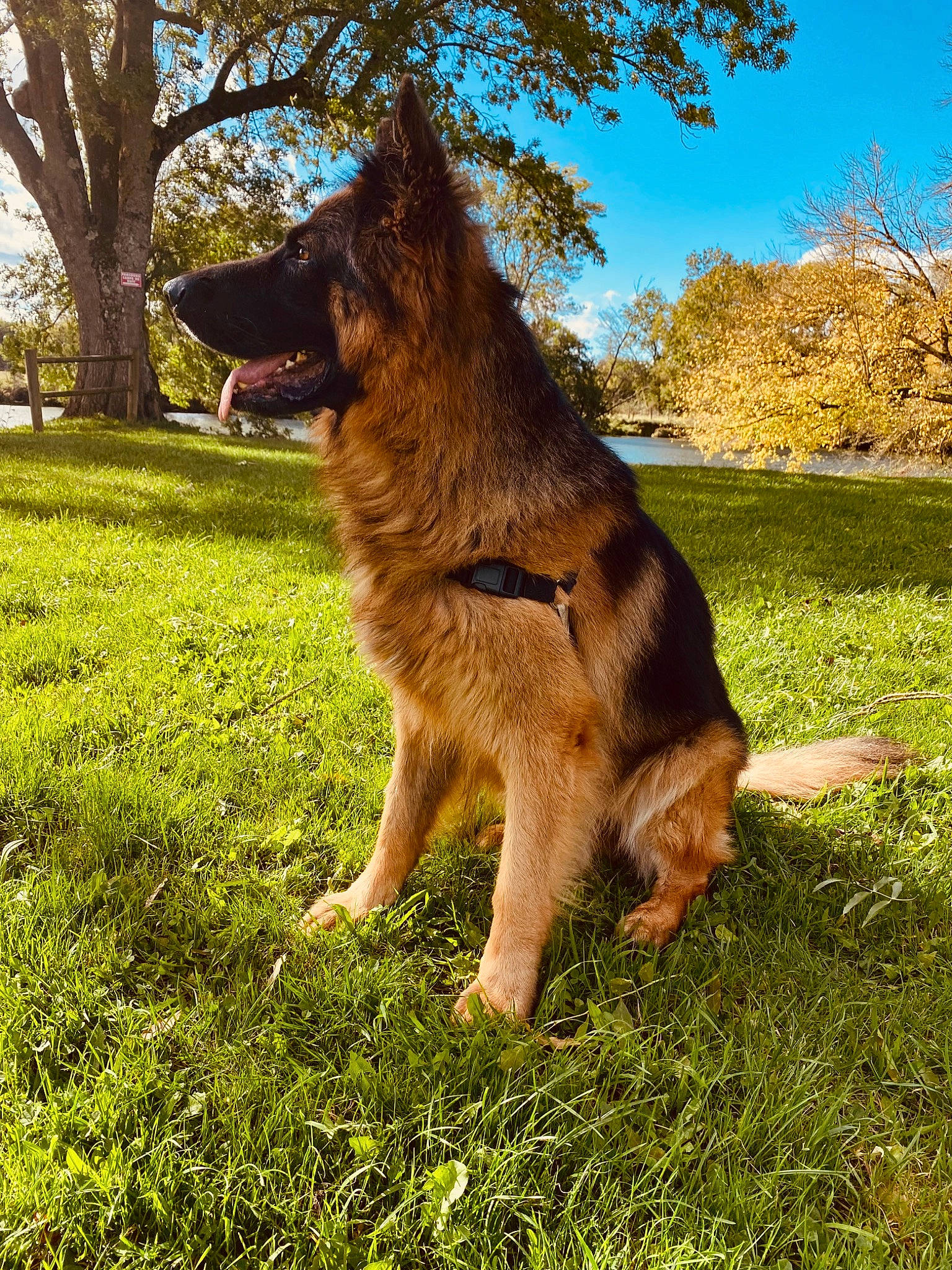 Orko participe au concours pour gagner de l'argent avec cette photo : canidae, carnivore, companion_dog, dog, dog_breed, east_european_shepherd, fawn, german_shepherd_dog, grass, guard_dog, herding_dog, old_german_shepherd_dog, plant, sky, sporting_group, tail, tints_and_shades, tree, wildlife, working_dog