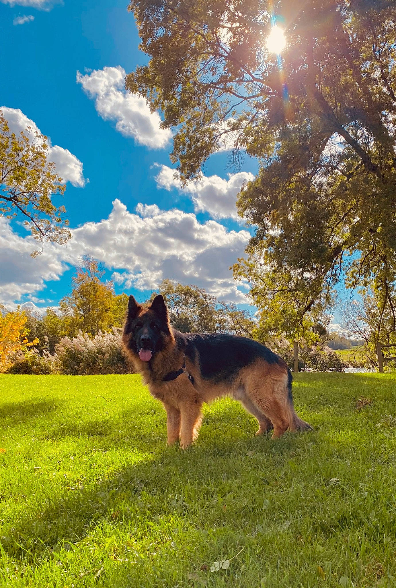 Orko a rejoint le concours — aidez-le/la à gagner de superbes lots ! carnivore, cloud, companion_dog, cumulus, dog, dog_breed, fawn, german_shepherd_dog, grass, grassland, herding_dog, landscape, natural_landscape, old_german_shepherd_dog, people_in_nature, plant, sky, tail, tree, window