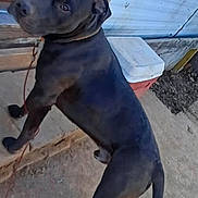 Zeus joined the competition — help win amazing prizes! dog, black_dog, leash, outdoor, concrete, door, cooler, building, tail, curious, pet, animal, standing, looking_back, daylight, fence, yard, domestic_animal, canine, side_view