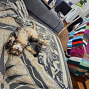 Gaïa a rejoint le concours — aidez-le/la à gagner de superbes lots ! cat, tabby, lying_down, blanket, patterned, couch, sofa, living_room, furniture, person, colorful_blanket, wooden_floor, relaxed, pet, indoor, cozy, home, fur, resting, animal
