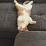 Pheobe is registered to the contest to win money with this photo: cat, orange_cat, white_cat, upside_down, relaxed, sleeping, couch, gray_couch, furniture, indoor, pet, domestic_cat, fluffy, cute, cozy, resting, whiskers, paws, floor, home