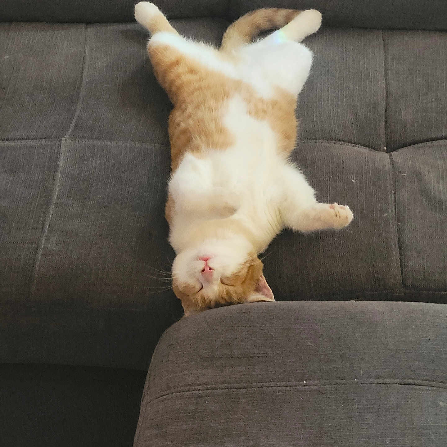 Pheobe is registered to the contest to win money with this photo: cat, couch, cozy, cute, domestic_cat, floor, fluffy, furniture, gray_couch, home, indoor, orange_cat, paws, pet, relaxed, resting, sleeping, upside_down, whiskers, white_cat