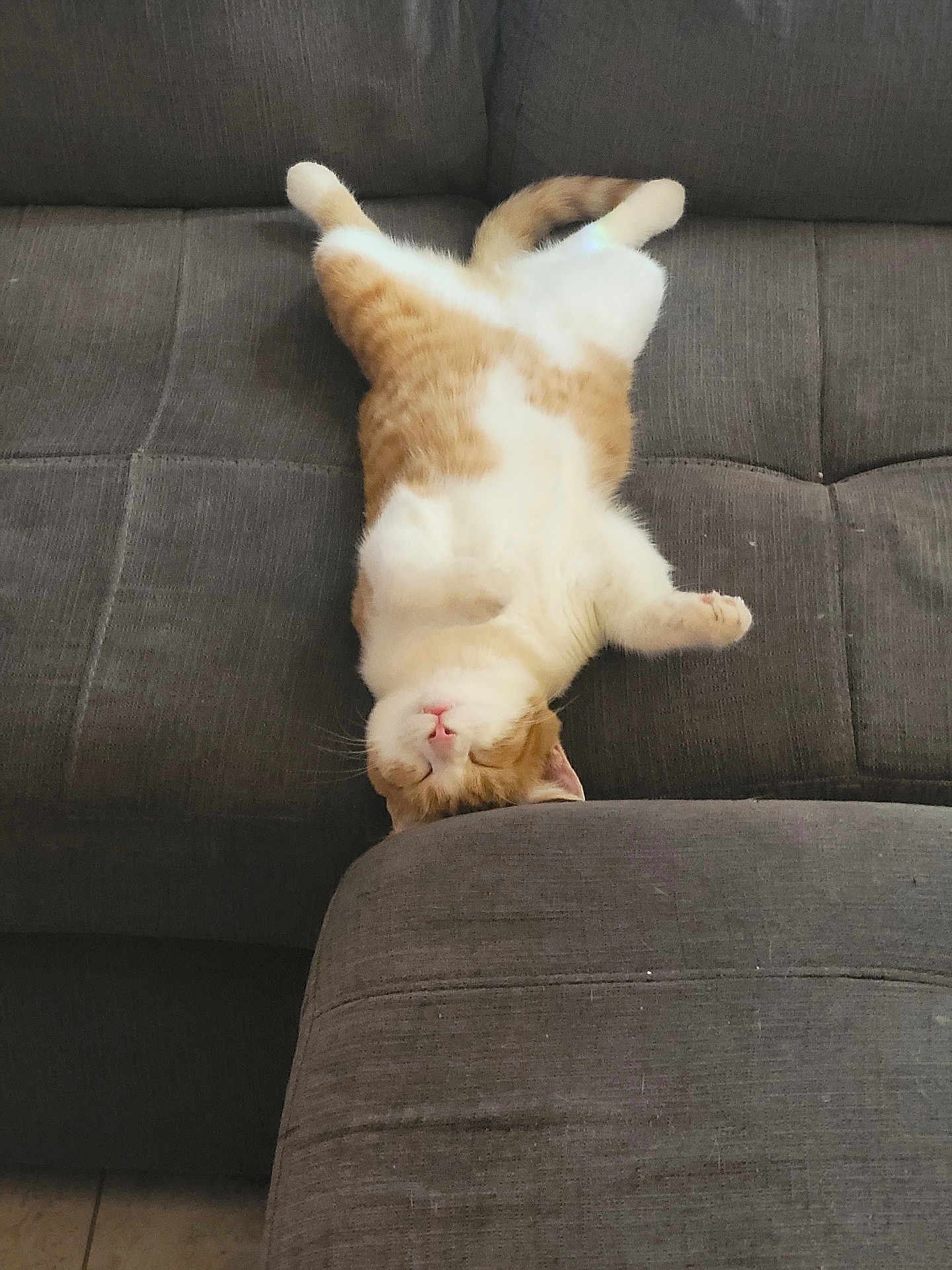 Pheobe is registered to the contest to win money with this photo: cat, orange_cat, white_cat, upside_down, relaxed, sleeping, couch, gray_couch, furniture, indoor, pet, domestic_cat, fluffy, cute, cozy, resting, whiskers, paws, floor, home