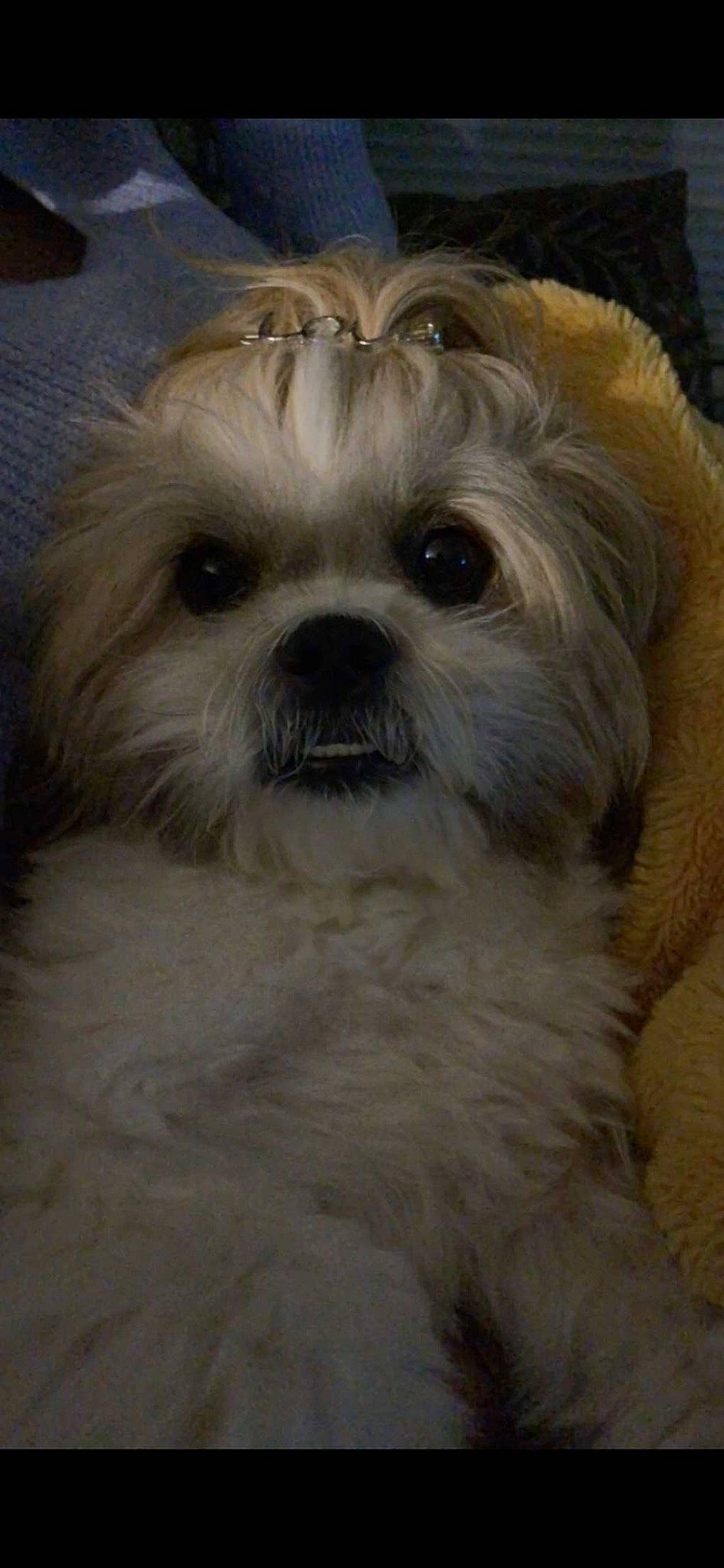 Raven a rejoint le concours — aidez-le/la à gagner de superbes lots ! canidae, carnivore, companion_dog, dog, dog_breed, fawn, fur, liver, mal_shi, maltepoo, shih_poo, shih_tzu, small_terrier, snout, sporting_group, terrestrial_animal, terrier, toy_dog, whiskers, working_animal