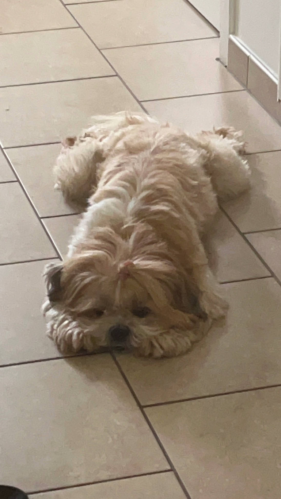 Raven a rejoint le concours — aidez-le/la à gagner de superbes lots ! canidae, carnivore, comfort, companion_dog, dog, dog_breed, flooring, fur, hardwood, liver, natural_material, pet_supply, snout, sporting_group, tail, terrier, tile_flooring, water_dog, wood, working_animal