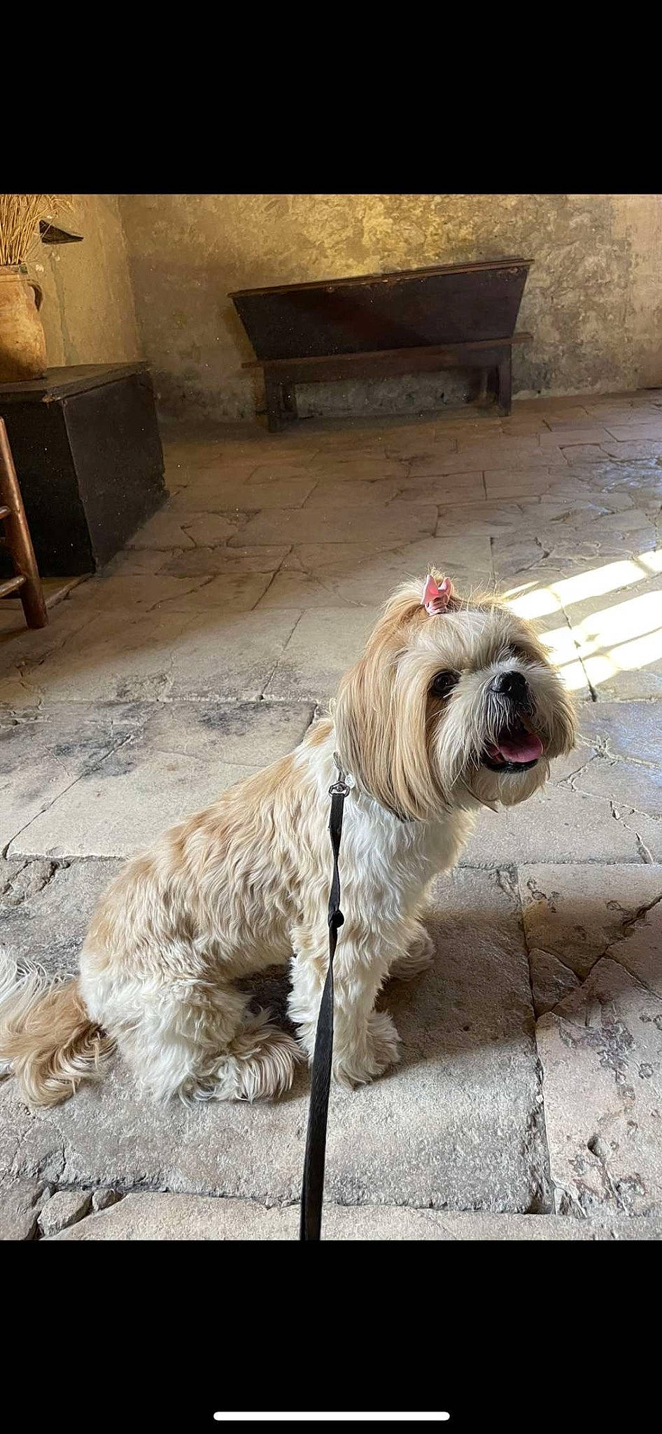 Raven participe au concours pour gagner de l'argent avec cette photo : canidae, carnivore, collar, companion_dog, concrete, dog, dog_breed, dog_collar, dog_supply, flooring, fur, road_surface, small_terrier, snout, sporting_group, terrier, toy_dog, wood, working_animal, wrinkle