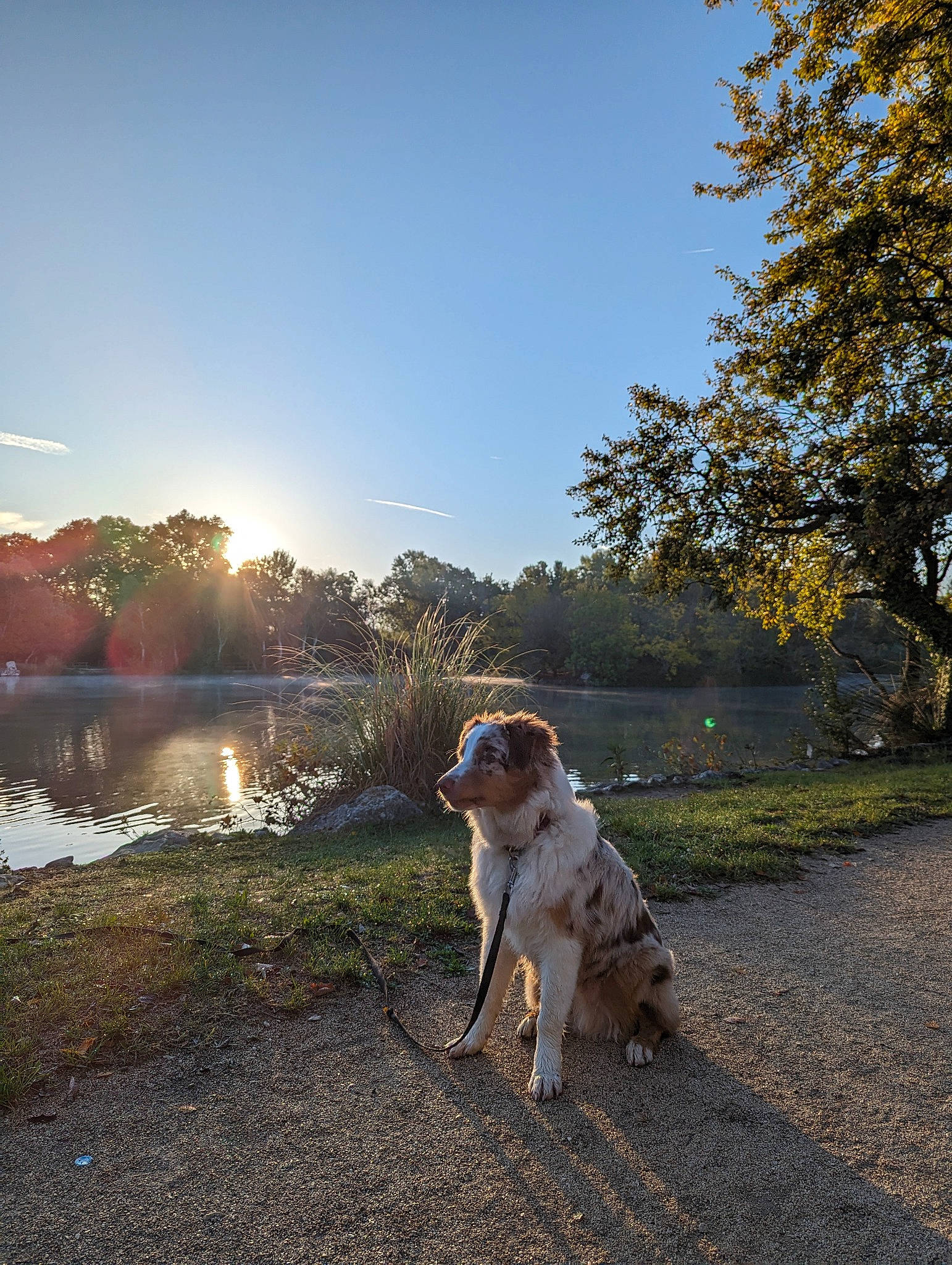 Natsu participe au concours pour gagner de l'argent avec cette photo : carnivore, collar, companion_dog, dog, dog_breed, dog_collar, fawn, grass, lake, landscape, leash, leisure, plant, sky, sporting_group, sunlight, tail, tree, vertebrate, water