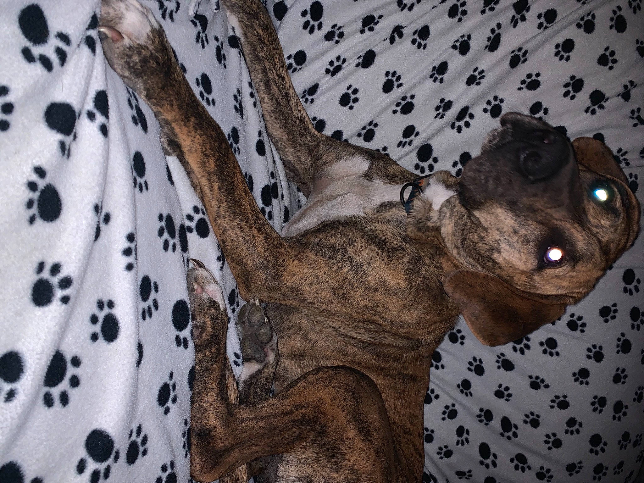 Kaos is registered to the contest to win money with this photo: camouflage, fawn, felidae, fur, koala, marsupial, military_camouflage, pattern, plant, python, reptile, scaled_reptile, stuffed_toy, tail, terrestrial_animal, tree, trunk, twig, visual_arts, wood