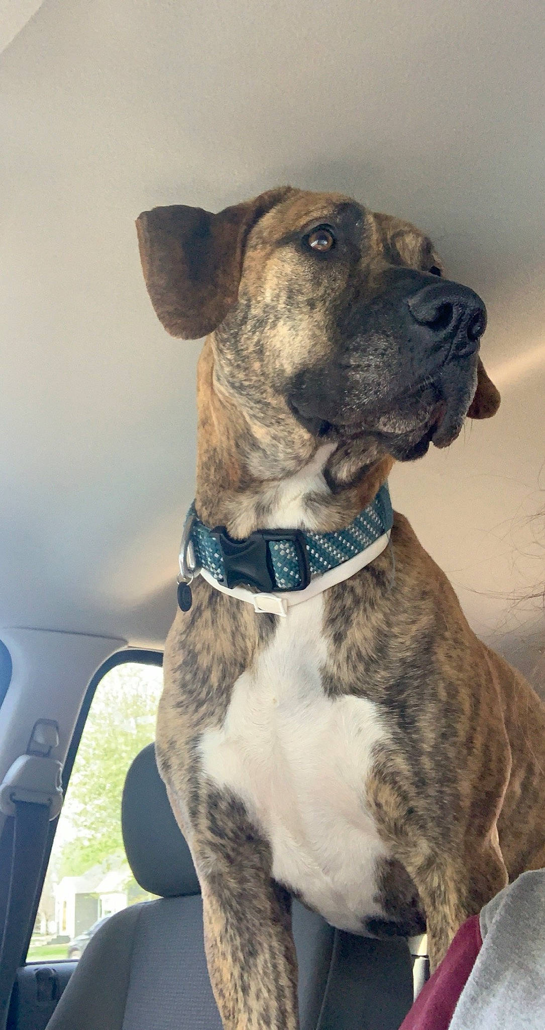 Kaos is registered to the contest to win money with this photo: canidae, carnivore, collar, companion_dog, dog, dog_breed, dog_collar, dog_supply, fawn, giant_dog_breed, guard_dog, liver, non_sporting_group, pet_supply, snout, sporting_group, whiskers, windshield, working_animal, working_dog