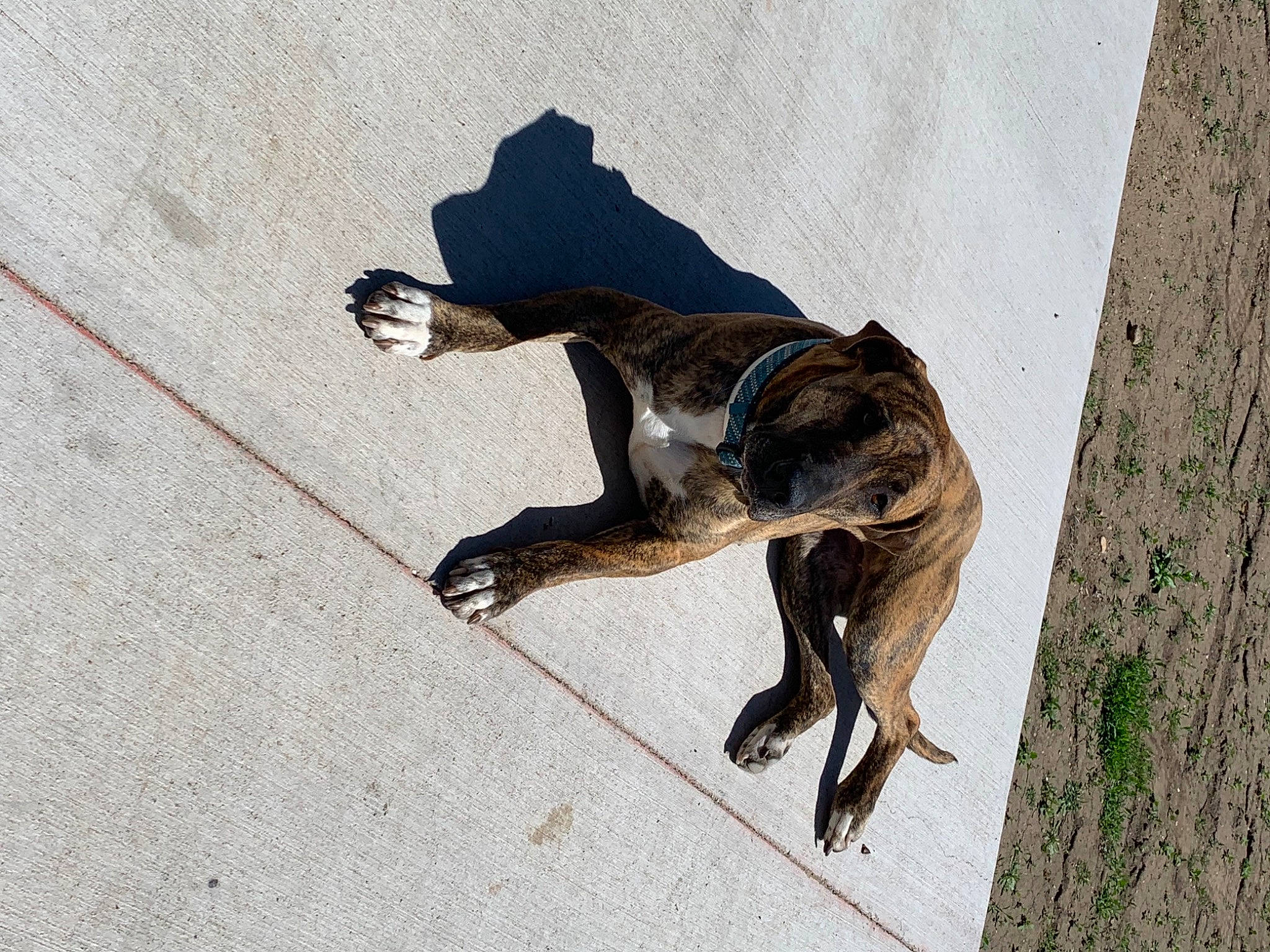 Kaos is registered to the contest to win money with this photo: art, canidae, carnivore, claw, dog, dog_breed, dog_supply, fawn, guard_dog, hunting_dog, leash, paw, shadow, sporting_group, tail, terrestrial_animal, wood, working_animal, working_dog