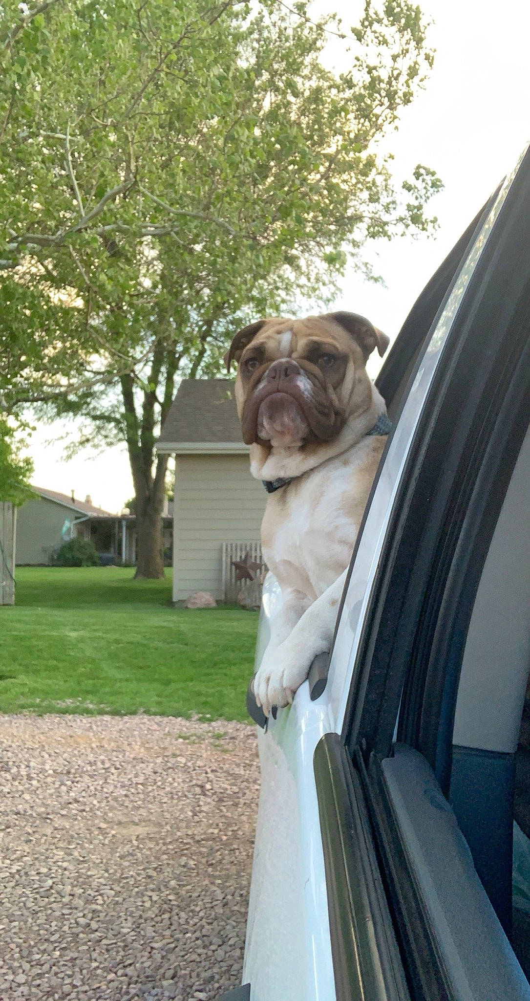 Sugar is registered to the contest to win money with this photo: bulldog, carnivore, collar, companion_dog, dog, dog_breed, dog_collar, door, fawn, leash, mammal, plant, snout, sporting_group, toy_dog, tree, vehicle_door, vertebrate, working_animal, wrinkle