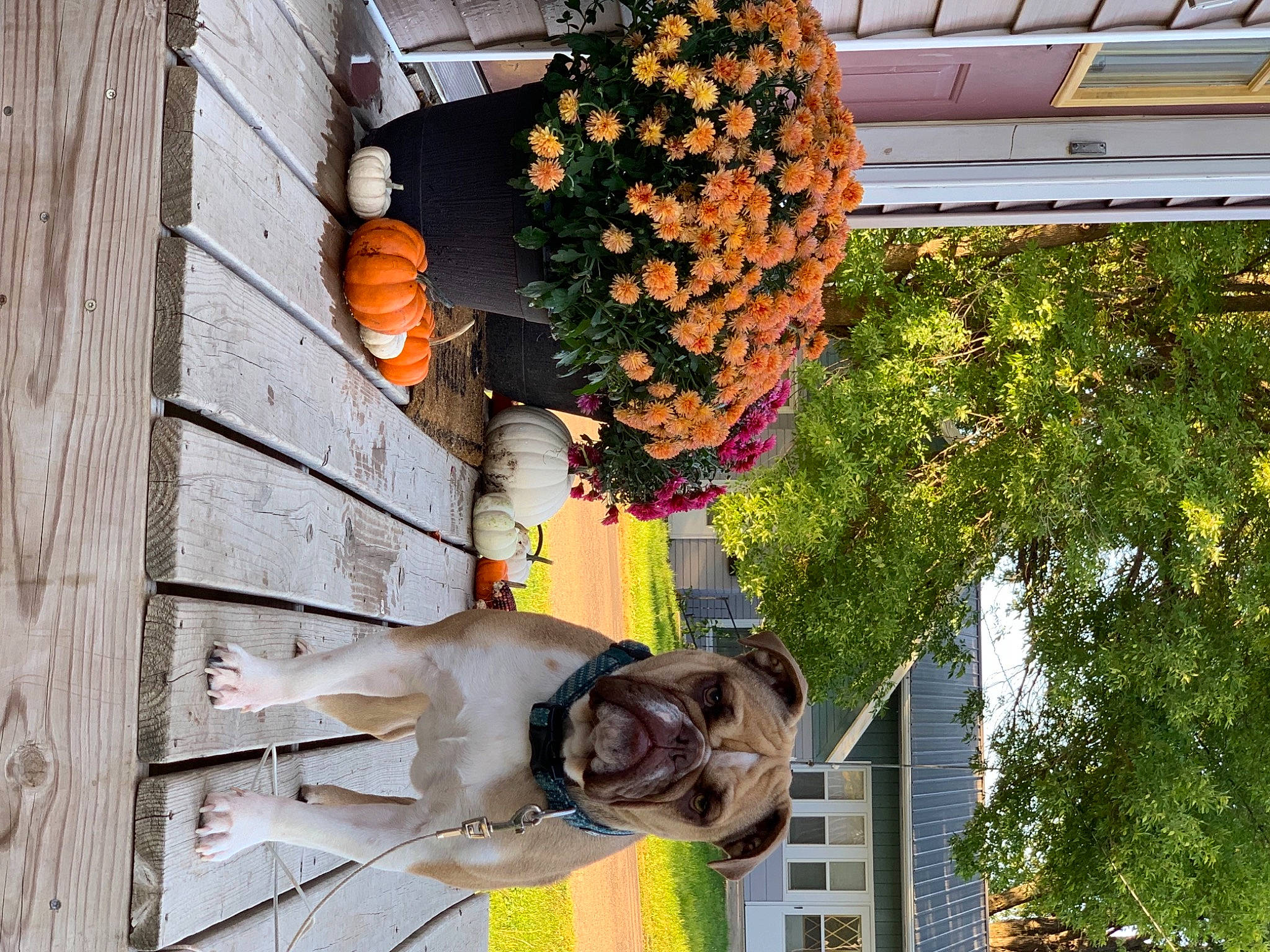 Sugar joined the competition — help win amazing prizes! annual_plant, cut_flowers, door, facade, floral_design, floristry, flower, flower_arranging, flowering_plant, garden, petal, plant, smile, tree, twig, window, wood, yellow