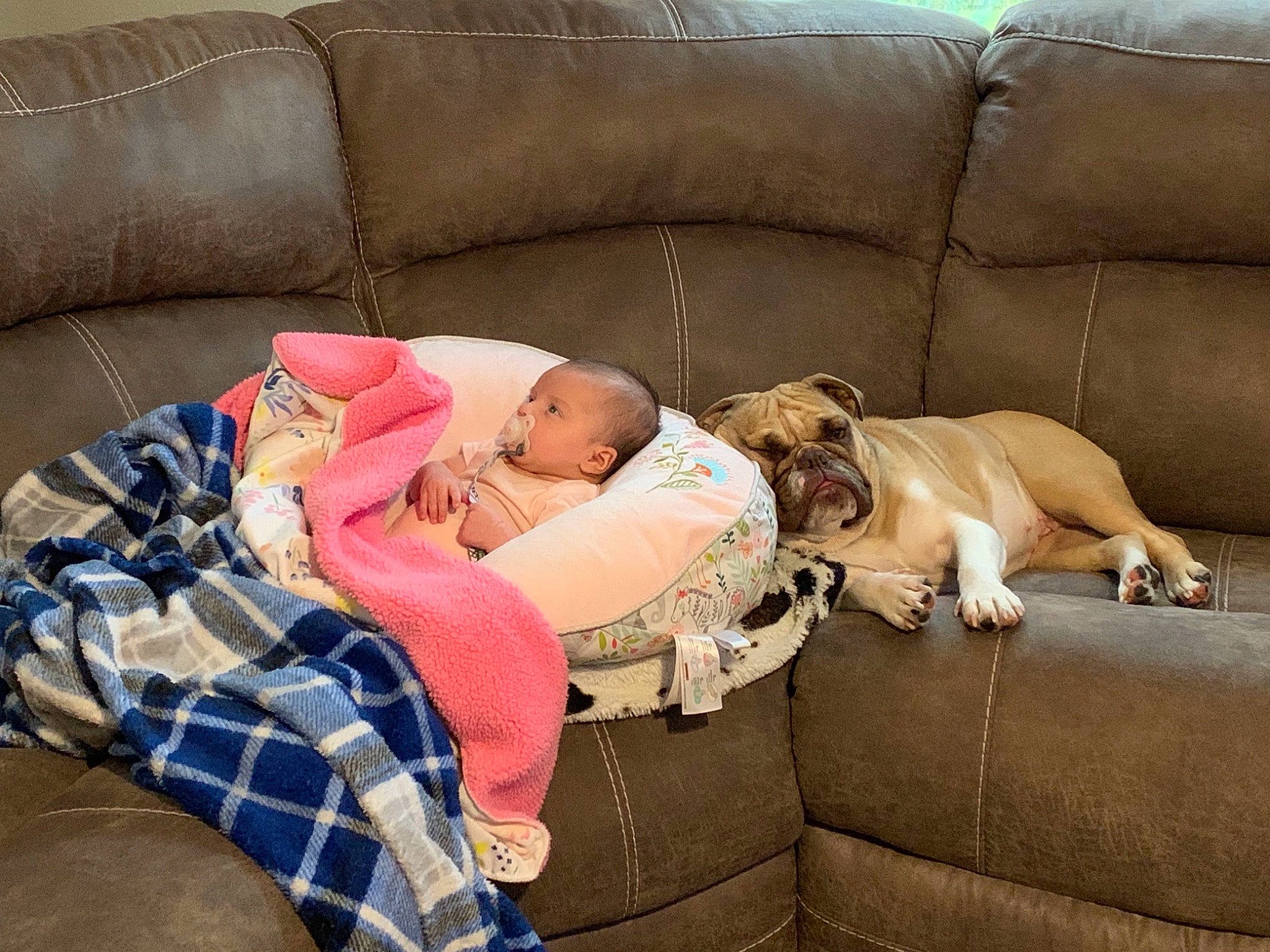 Sugar is registered to the contest to win money with this photo: carnivore, comfort, companion_dog, couch, dog, dog_breed, fawn, flooring, furniture, human_leg, lap, linens, living_room, mammal, room, sitting, sofa_bed, studio_couch, thigh, vertebrate