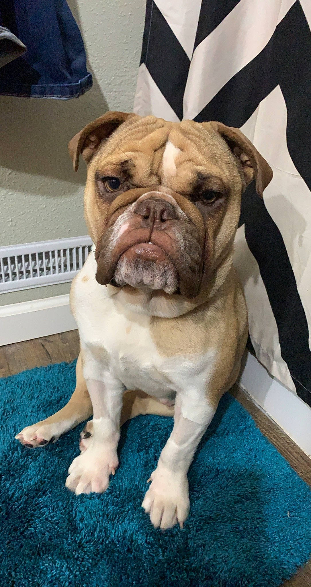 Sugar joined the competition — help win amazing prizes! bulldog, canidae, carnivore, companion_dog, dog, dog_breed, dog_collar, electric_blue, fawn, flooring, fur, molosser, non_sporting_group, old_english_bulldog, plant, snout, sporting_group, toy_dog, working_animal, wrinkle