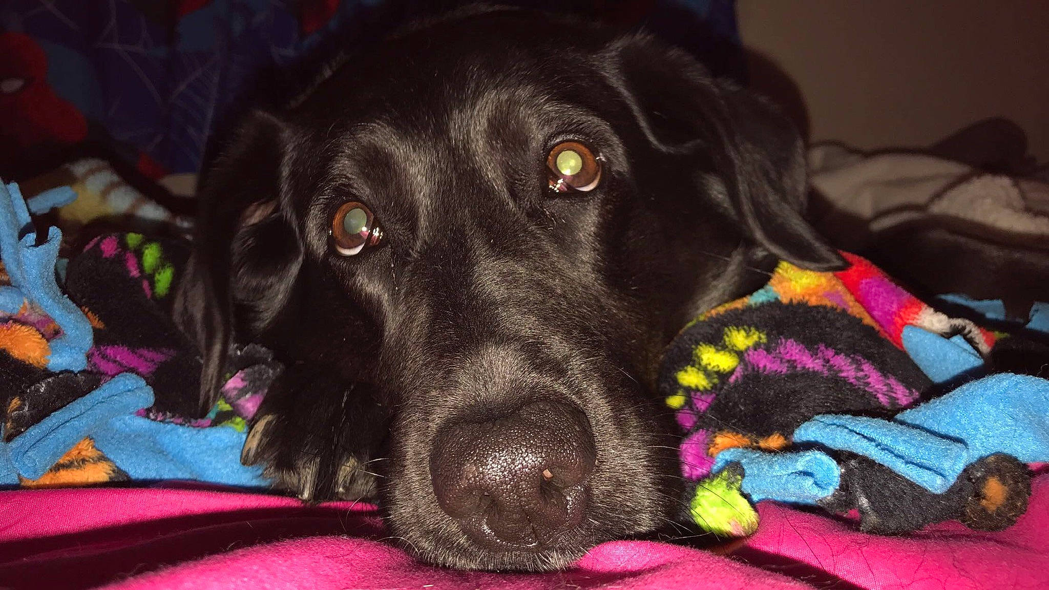 Jade joined the competition — help win amazing prizes! borador, canidae, carnivore, collar, companion_dog, dog, dog_breed, dog_collar, eye, fur, gun_dog, liver, magenta, pet_supply, red, retriever, snout, sporting_group, whiskers, working_animal