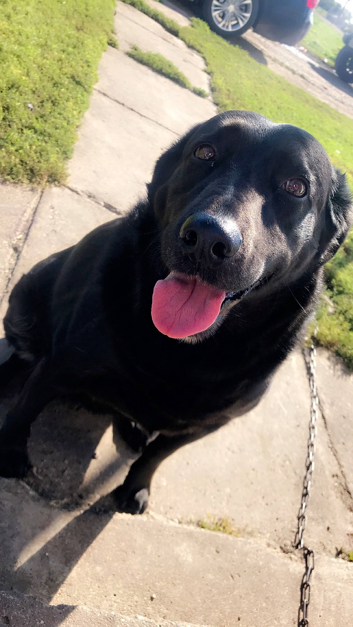 Jade joined the competition — help win amazing prizes! asphalt, borador, carnivore, collar, companion_dog, dog, dog_breed, dog_collar, fawn, grass, guard_dog, labrador_retriever, leash, plant, retriever, road_surface, sporting_group, whiskers, working_animal, working_dog