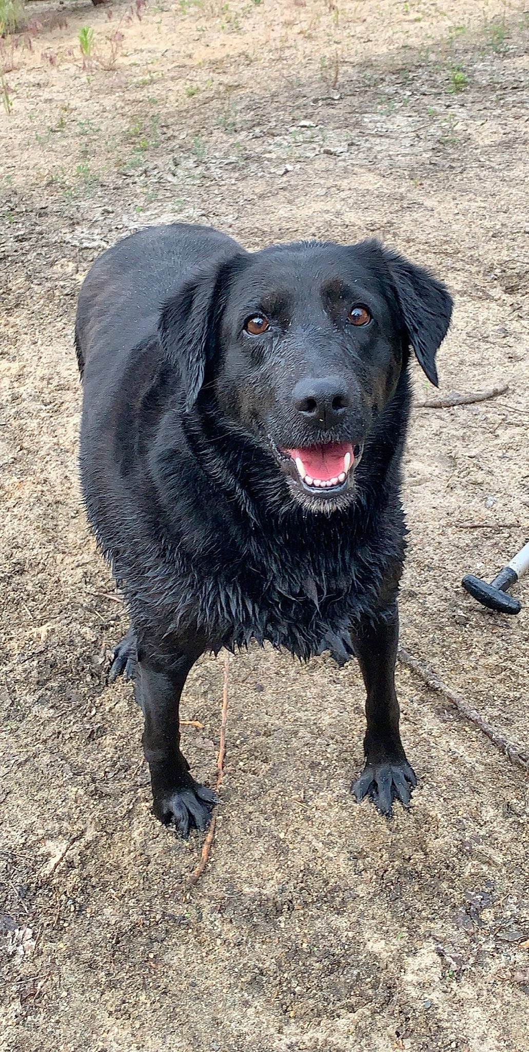 Jade joined the competition — help win amazing prizes! borador, canidae, carnivore, companion_dog, dog, dog_breed, gun_dog, hunting_dog, labrador_retriever, retriever, snout, sporting_group, tail, terrestrial_animal, working_animal, working_dog