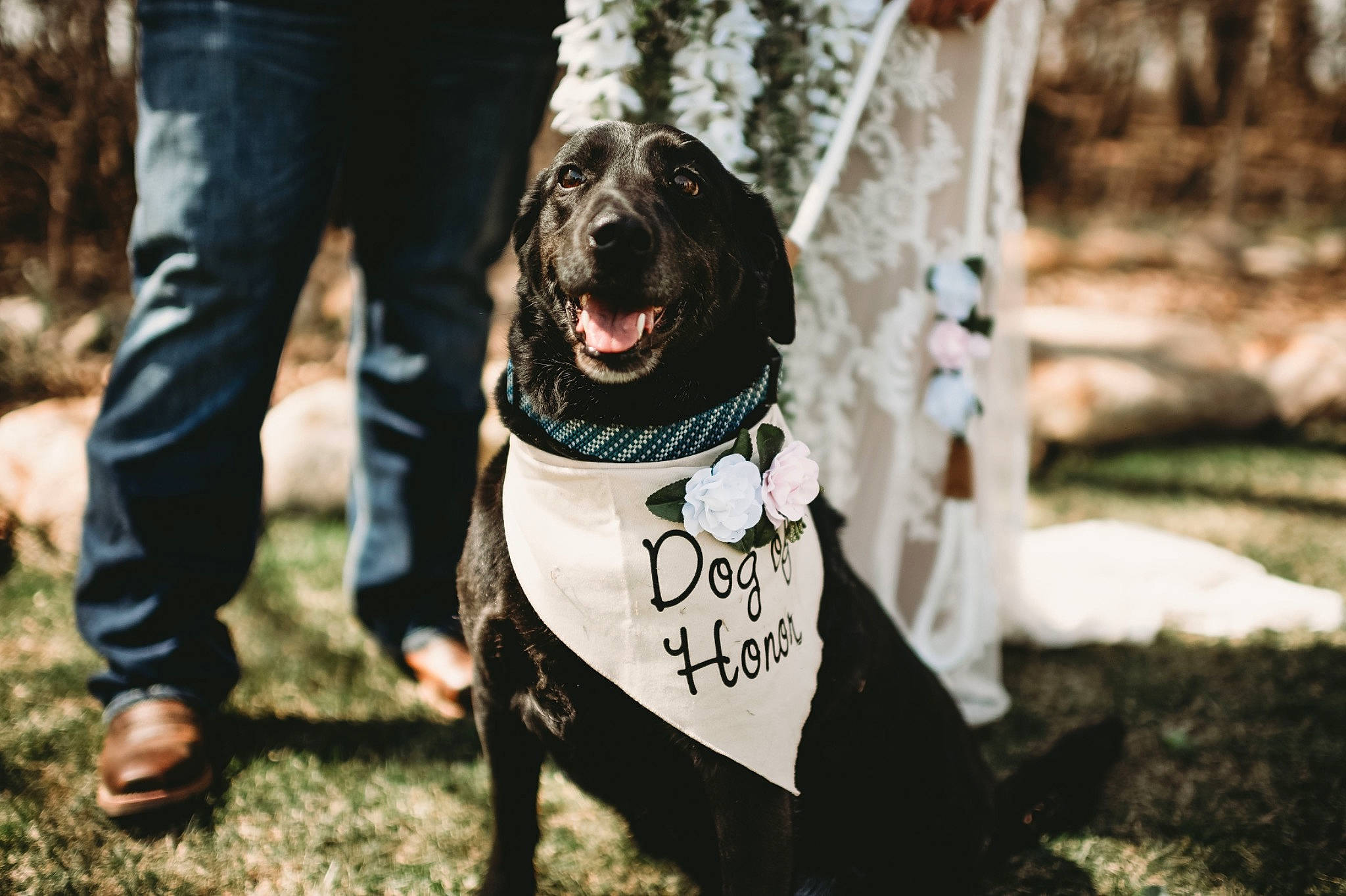 Jade is registered to the contest to win money with this photo: canidae, carnivore, companion_dog, denim, dog, dog_breed, dog_clothes, dog_collar, dog_supply, fashion_accessory, fur, grass, happy, leash, smile, snout, sporting_group, street_fashion, tail, tree