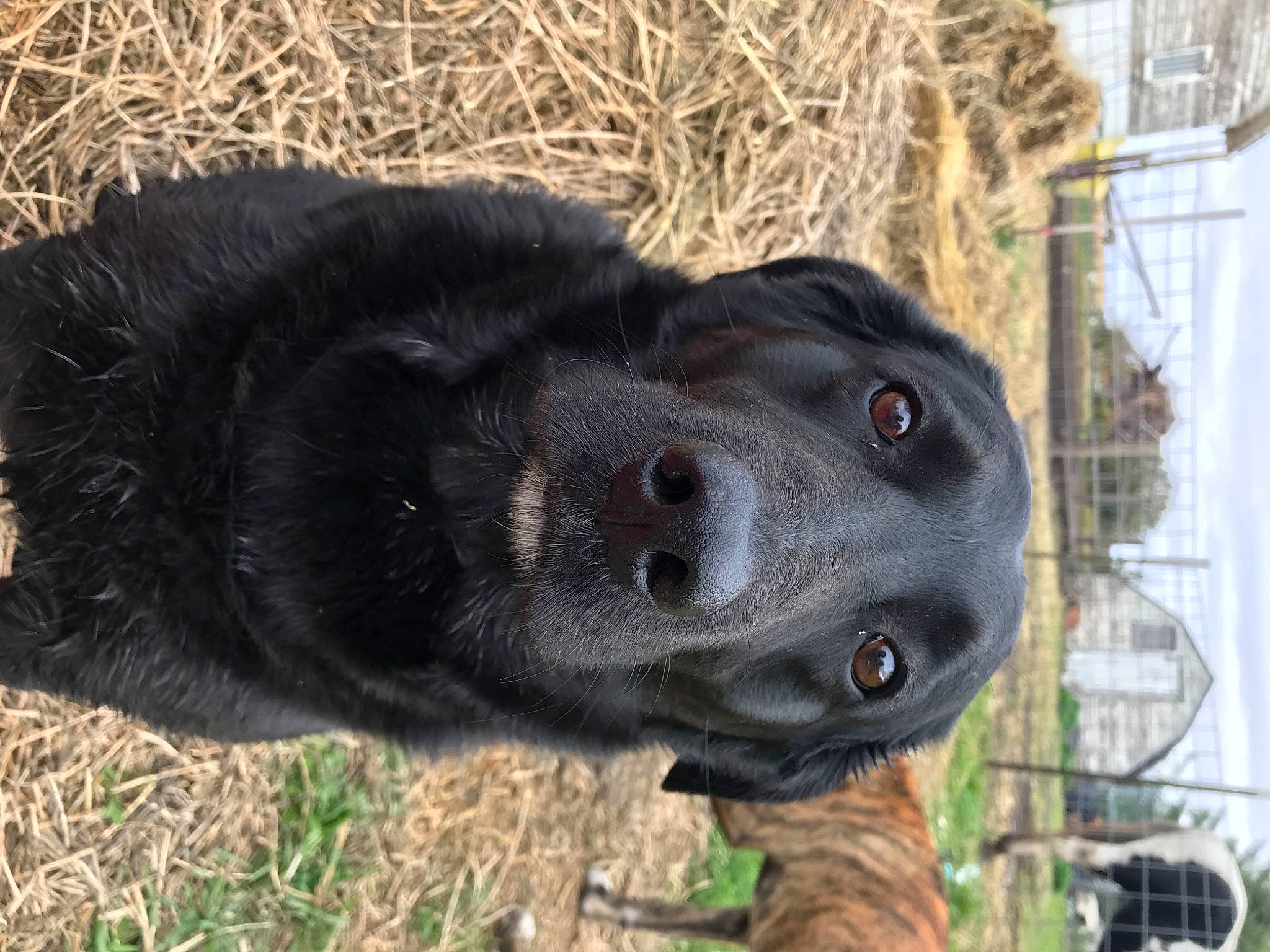 Jade is registered to the contest to win money with this photo: borador, canidae, carnivore, collar, companion_dog, dog, dog_breed, dog_collar, fur, grass, guard_dog, gun_dog, labrador_retriever, pointing_breed, retriever, snout, sporting_group, terrestrial_animal, whiskers, working_animal