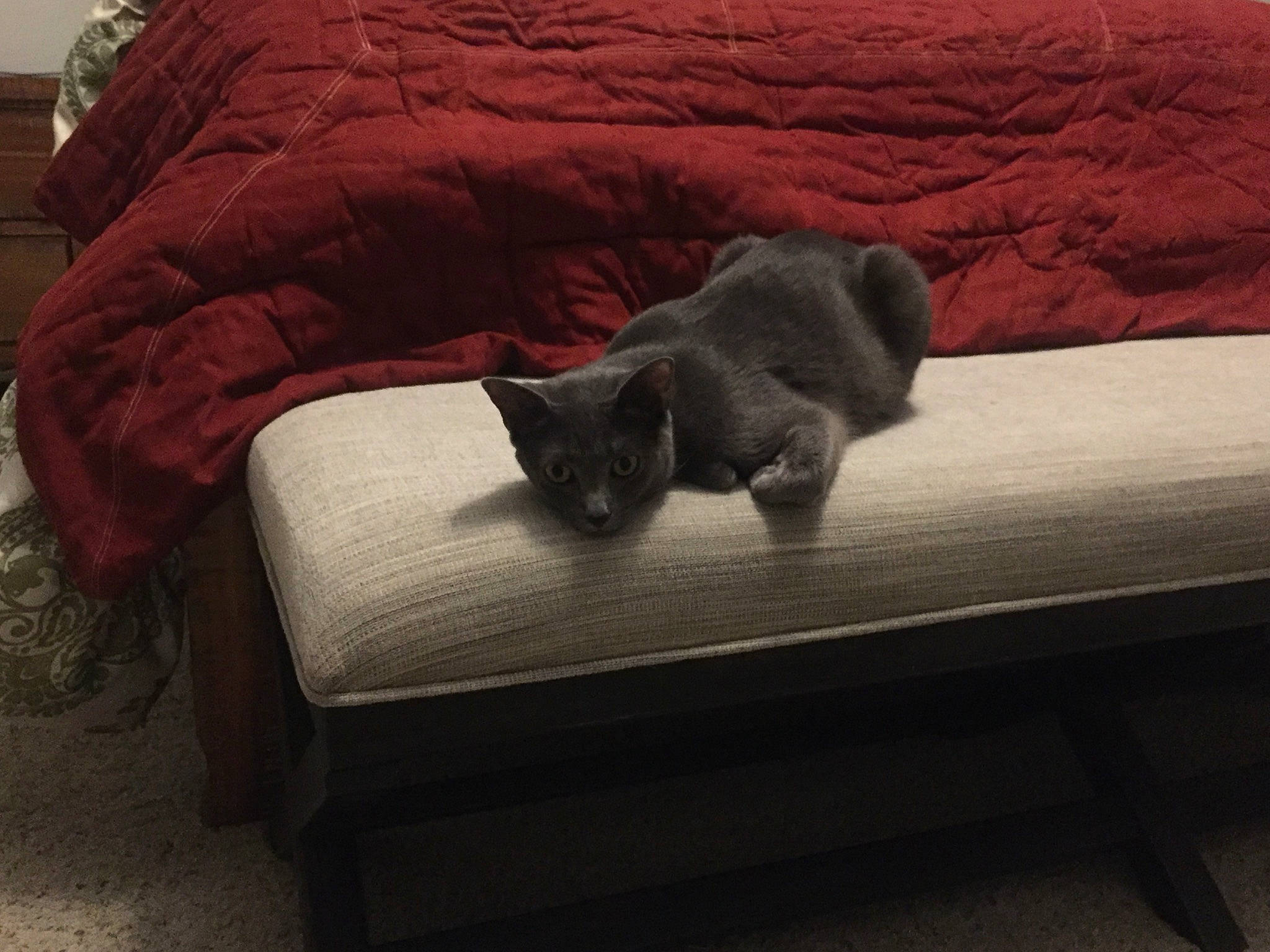 Sam joined the competition — help win amazing prizes! bed, british_shorthair, carnivore, cat, chartreux, comfort, couch, domestic_short_haired_cat, felidae, furniture, kitten, korat, nap, nebelung, room, russian_blue, small_to_medium_sized_cats, table, whiskers, wood