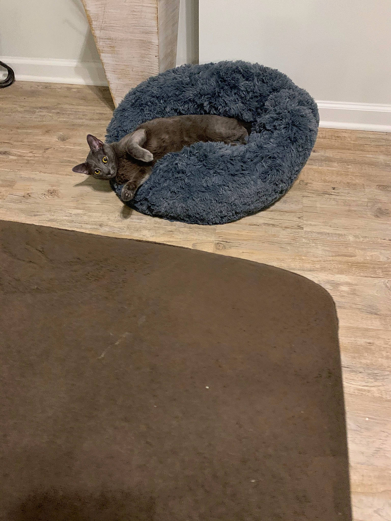 Sam is registered to the contest to win money with this photo: floor, scaled_reptile, serpent, snout, tail