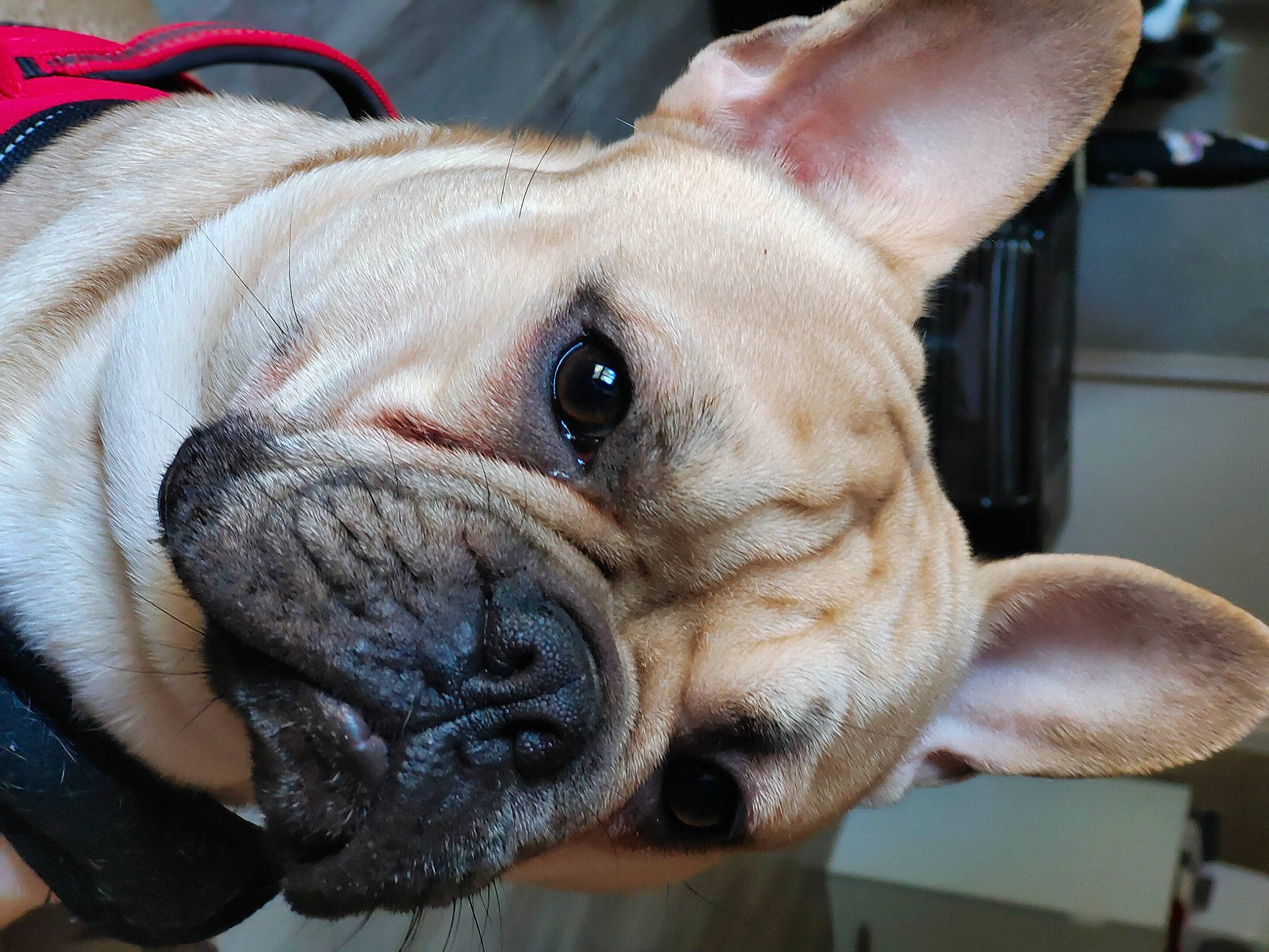 Simba participe au concours pour gagner de l'argent avec cette photo : biting, bulldog, canidae, carnivore, close_up, collar, companion_dog, dog, dog_breed, dog_collar, ear, fawn, non_sporting_group, snout, sporting_group, terrestrial_animal, toy_dog, whiskers, working_animal, wrinkle