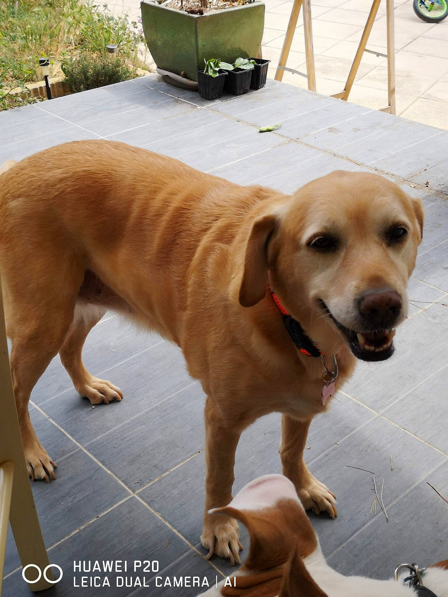 Dolly participe au concours pour gagner de l'argent avec cette photo : barrel, carnivore, collar, companion_dog, dog, dog_breed, dog_collar, fawn, floor, flooring, flowerpot, gun_dog, leash, pet_supply, plant, retriever, snout, sporting_group, tail, working_animal