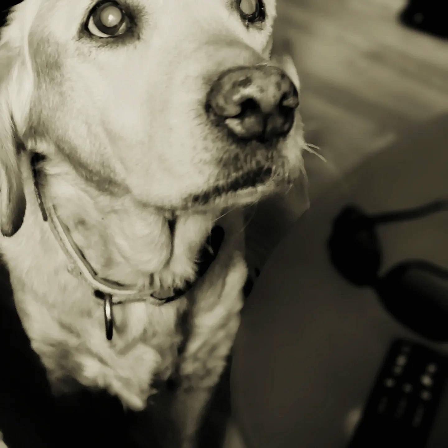 Dolly participe au concours pour gagner de l'argent avec cette photo : black, black_and_white, carnivore, collar, companion_dog, dog, dog_breed, dog_collar, ear, happy, monochrome, monochrome_photography, photograph, smile, snapshot, snout, style, whiskers, white, working_animal