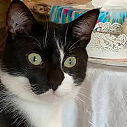 Pilou participe au concours pour gagner de l'argent avec cette photo : cat, tuxedo_cat, black_and_white, pet, animal, portrait, close_up, whiskers, green_eyes, pointed_ears, fur, feline, indoors, home, laundry, basket, fabric, colorful, alert, cute