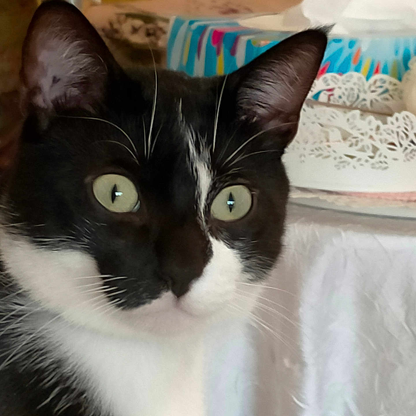 Pilou participe au concours pour gagner de l'argent avec cette photo : cat, tuxedo_cat, black_and_white, pet, animal, portrait, close_up, whiskers, green_eyes, pointed_ears, fur, feline, indoors, home, laundry, basket, fabric, colorful, alert, cute