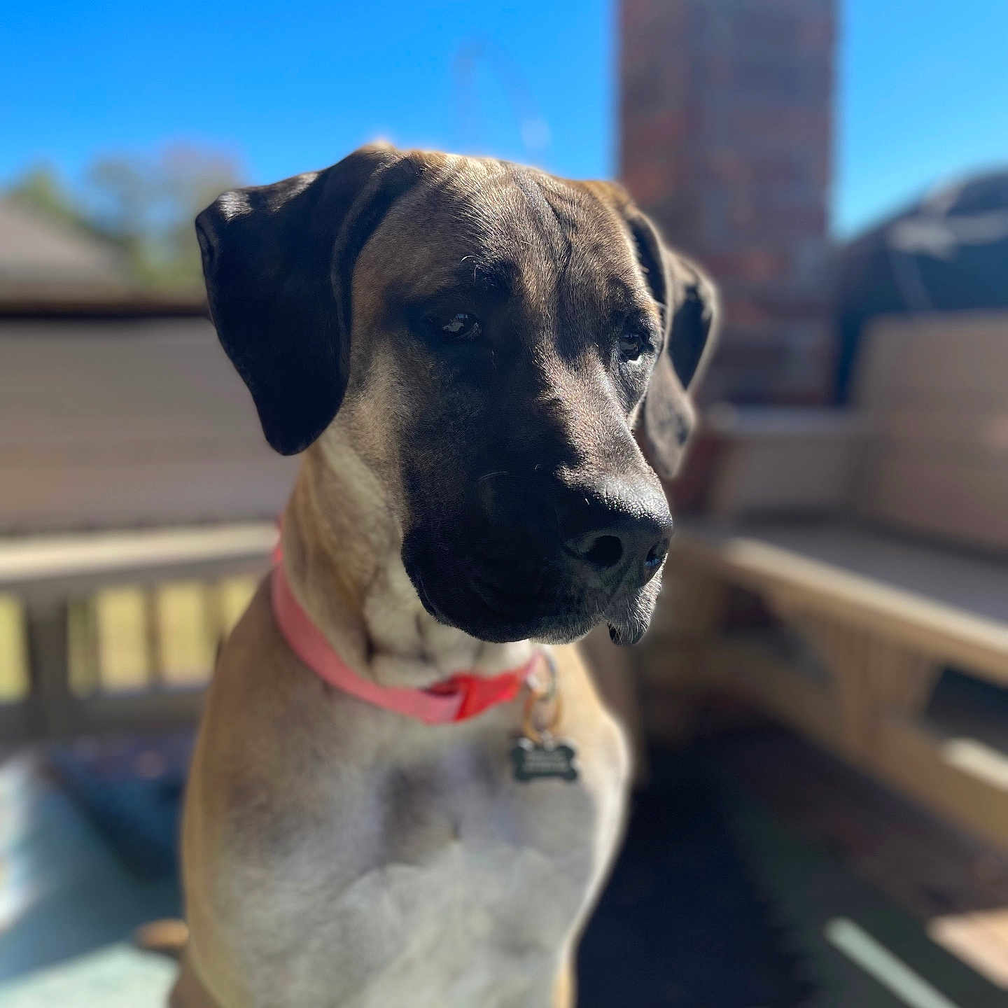 Marley Mae is registered to the contest to win money with this photo: accessories, animal, boxer, bulldog, canine, dog, greatdane, hound, labradorretriever, leash, pet, pitbull, pointer, pug, puppy, snout, strap