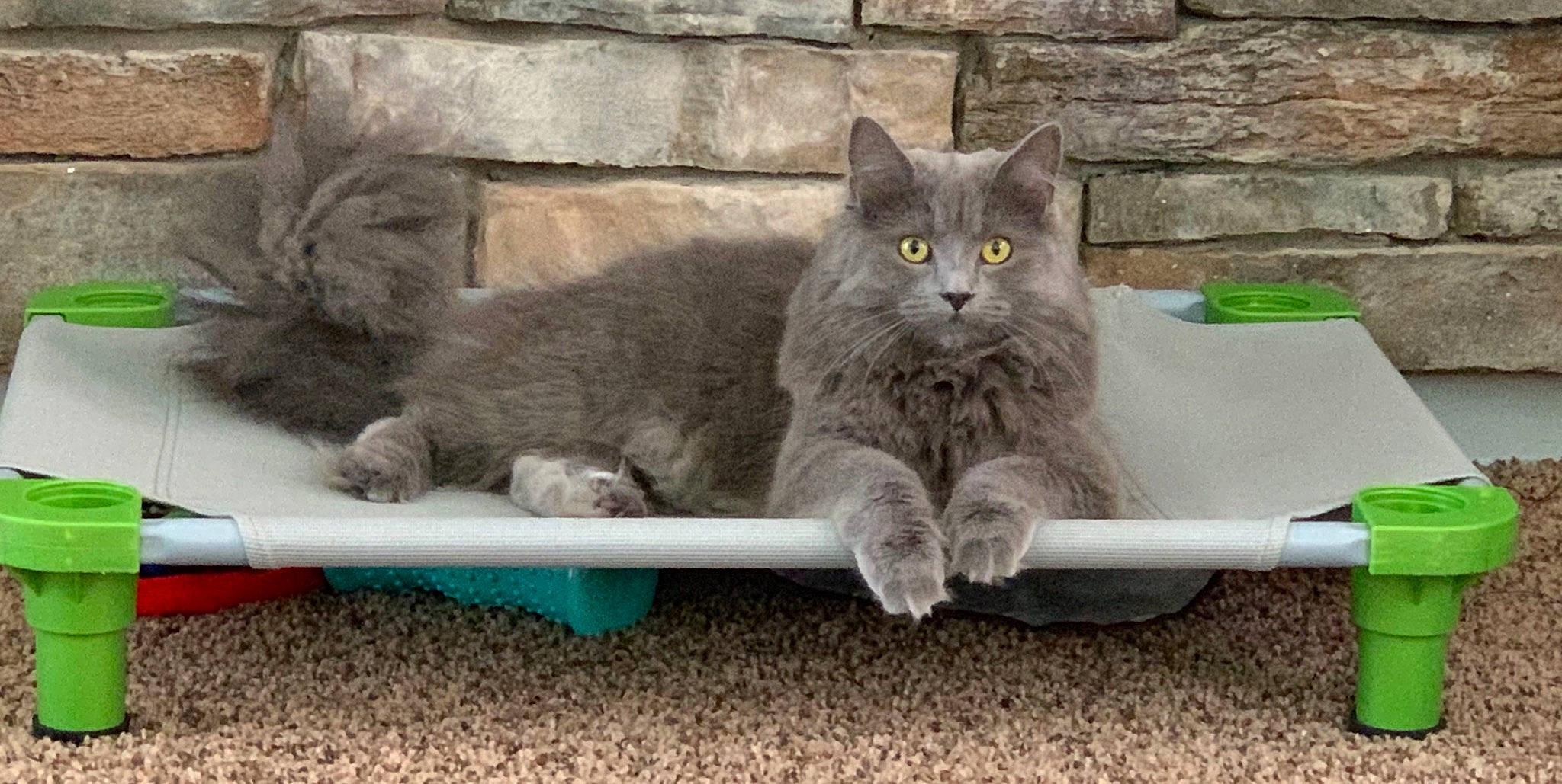 Elena joined the competition — help win amazing prizes! asian_semi_longhair, british_longhair, british_semi_longhair, carnivore, cat, chartreux, domestic_long_haired_cat, domestic_short_haired_cat, felidae, kitten, korat, mammal, nebelung, norwegian_forest_cat, ragamuffin, russian_blue, siberian, small_to_medium_sized_cats, vertebrate, whiskers