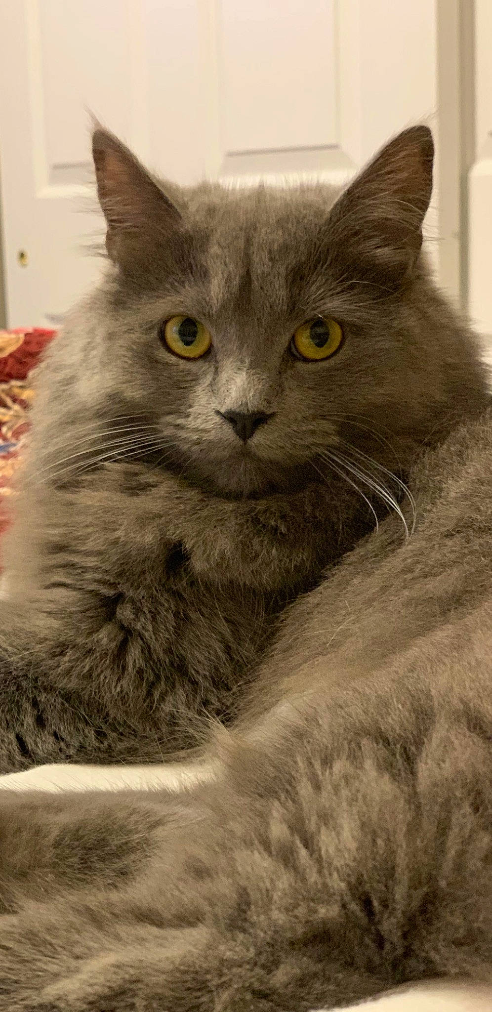 Elena is registered to the contest to win money with this photo: asian_semi_longhair, british_longhair, british_semi_longhair, carnivore, cat, chartreux, domestic_long_haired_cat, domestic_short_haired_cat, felidae, korat, maine_coon, mammal, nebelung, norwegian_forest_cat, russian_blue, siberian, small_to_medium_sized_cats, snout, vertebrate, whiskers