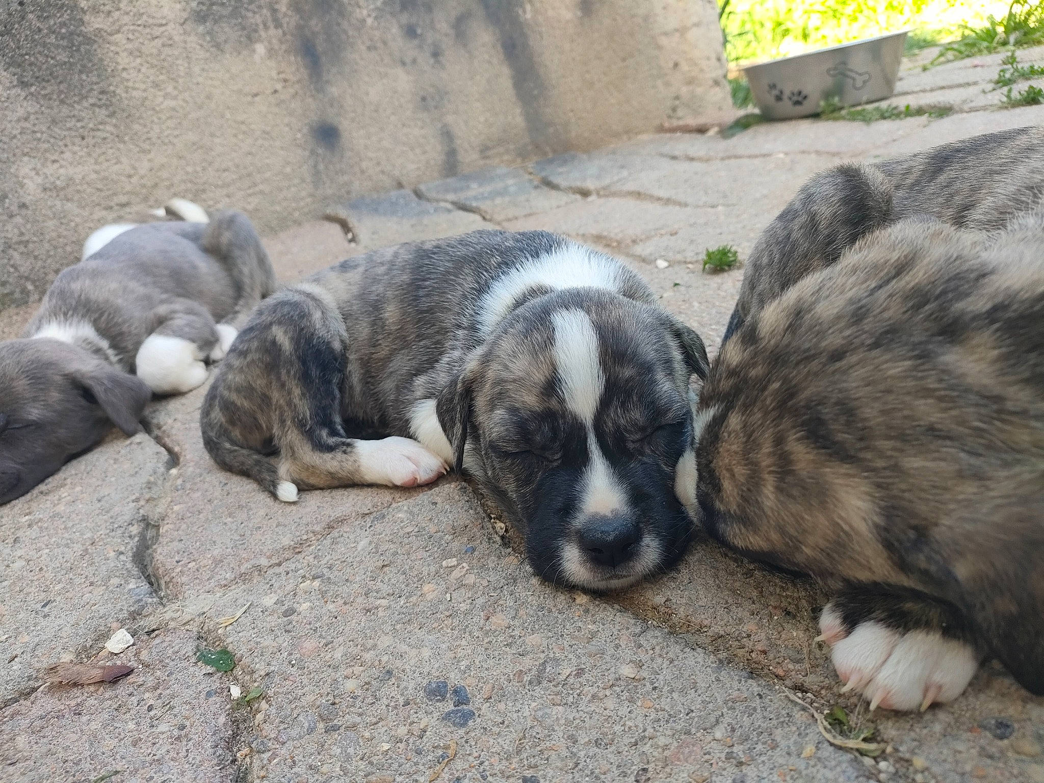 Sana participe au concours pour gagner de l'argent avec cette photo : bored, canidae, carnivore, companion_dog, dog, dog_breed, fur, livestock, plant, snout, soil, sporting_group, terrestrial_animal, wildlife, working_animal, zoo
