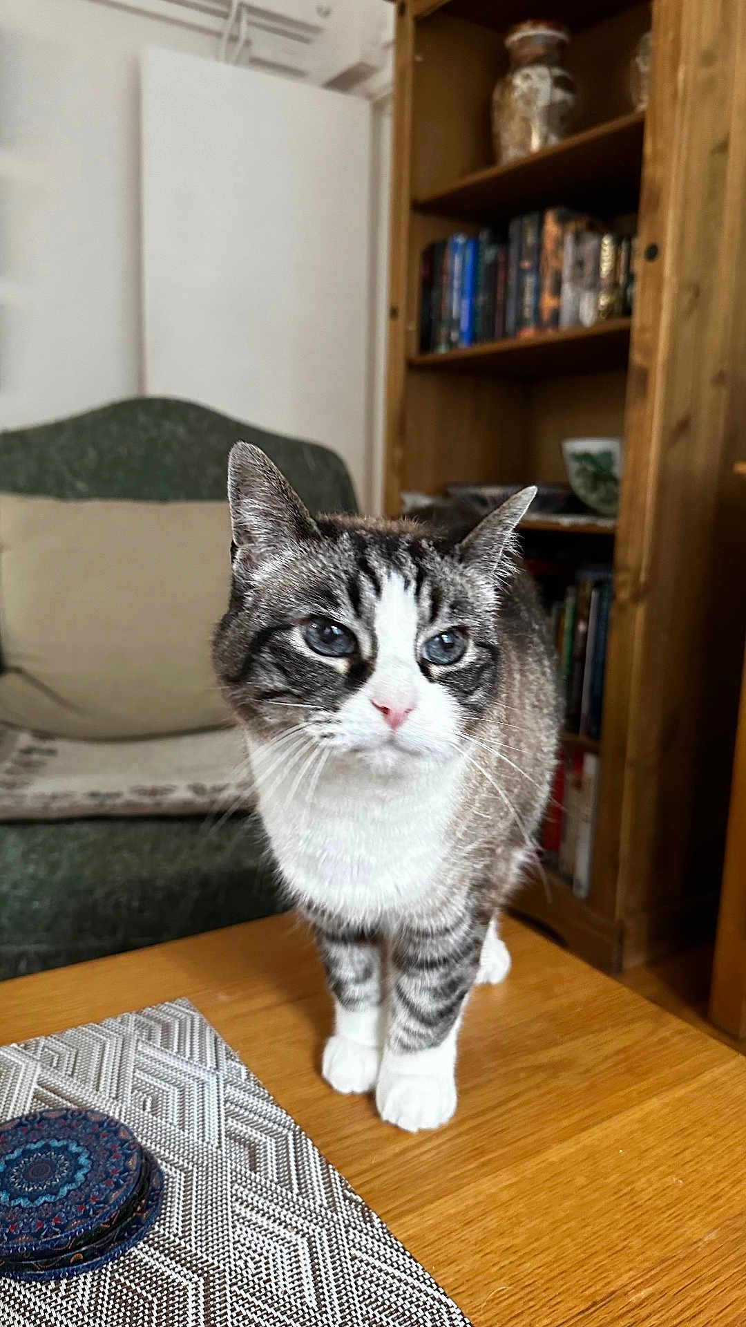 Maya is registered to the contest to win money with this photo: cat, tabby_cat, blue_eyes, feline, pet, indoor, living_room, wooden_table, bookshelf, books, decor, armchair, pillow, curious, standing, fur, whiskers, domestic_animal, cozy, home