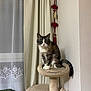 Maya is registered to the contest to win money with this photo: cat, tabby_cat, cat_tree, curtain, window, indoor, pet, feline, animal, fur, whiskers, ears, tail, home_decor, ornament, hanging_decoration, soft_fabric, resting, looking_at_camera, domestic_animal