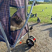 Maya is registered to the contest to win money with this photo: cat, pet_stroller, mesh_window, pigeons, bird, park, grass, trees, cloudy_sky, sunlight, gravel_path, wheels, outdoor, animal, plaid_pattern, metal_frame, nature, daytime, pet, curious