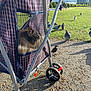 cat, pet_stroller, mesh_window, pigeons, bird, park, grass, trees, cloudy_sky, sunlight, gravel_path, wheels, outdoor, animal, plaid_pattern, metal_frame, nature, daytime, pet, curious