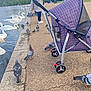 Maya joined the competition — help win amazing prizes! lake, swans, pigeons, pet_stroller, purple, pavement, people, trees, cloudy_sky, park, water, bird, outdoor, wildlife, nature, animal, walking, leisure, daytime, fence